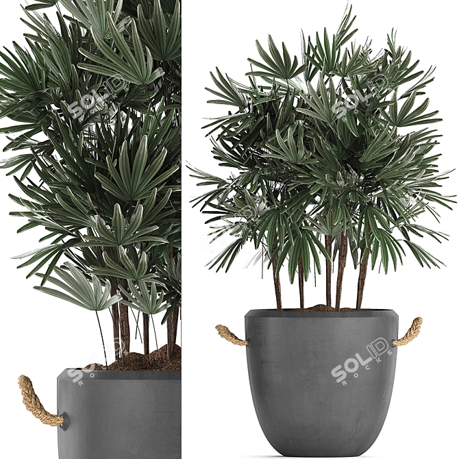 Exotic Raphis Palm Plant Collection 3D model image 2
