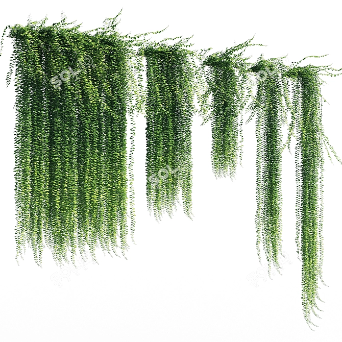 Tall Vernonia elliptica: 1.5-4m 3D model image 2