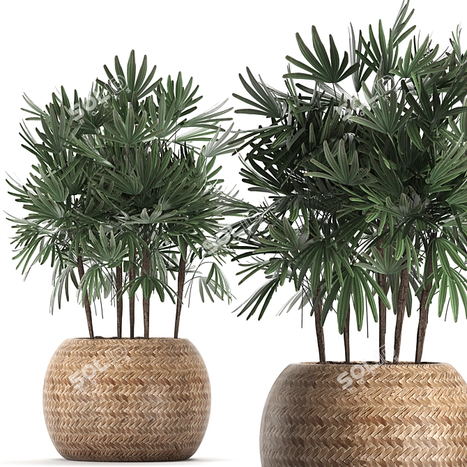 Exotic Raphis Palm Collection 3D model image 1