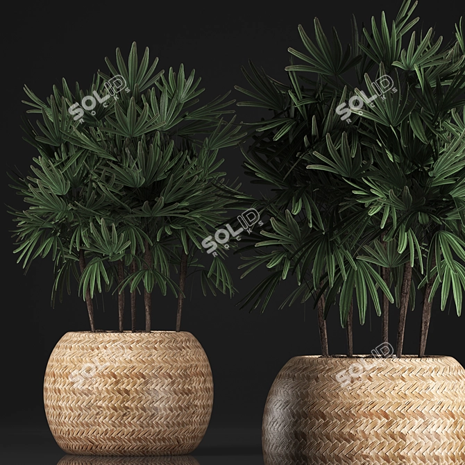 Exotic Raphis Palm Collection 3D model image 2