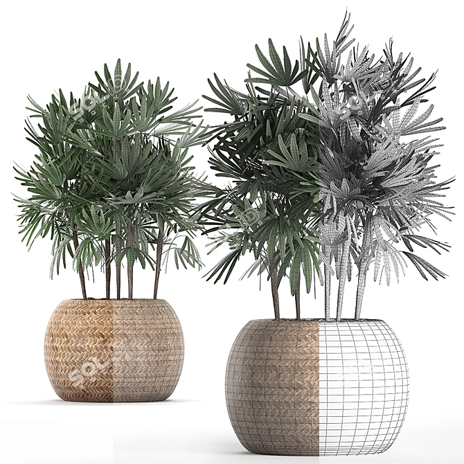 Exotic Raphis Palm Collection 3D model image 3