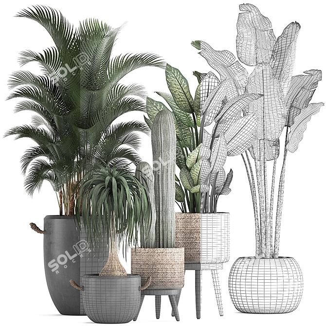 Exotic Plant Collection: Palms, Cacti, and More 3D model image 3