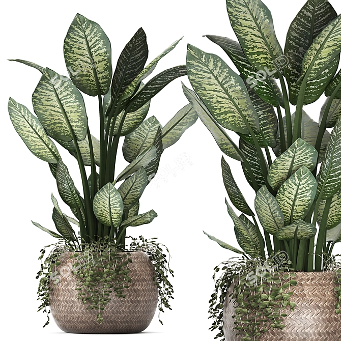 Exotic Indoor Plant Collection 3D model image 2