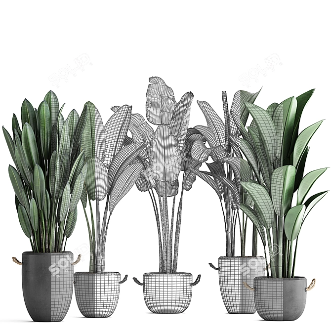 Exotic Plant Collection: Banana Palm & Ravenala 3D model image 3