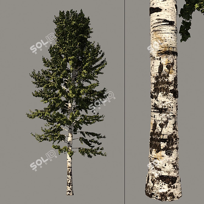 Tall Birch Tree Model for 3D Rendering 3D model image 1