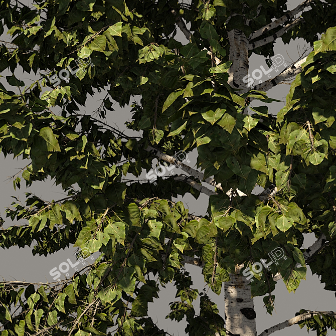 Tall Birch Tree Model for 3D Rendering 3D model image 2