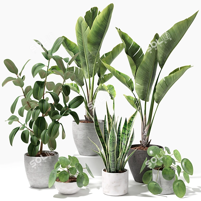 Tropical Greenery Set: Sansevieria, Japanese Banana, Rubber Tree, Pilea 3D model image 1