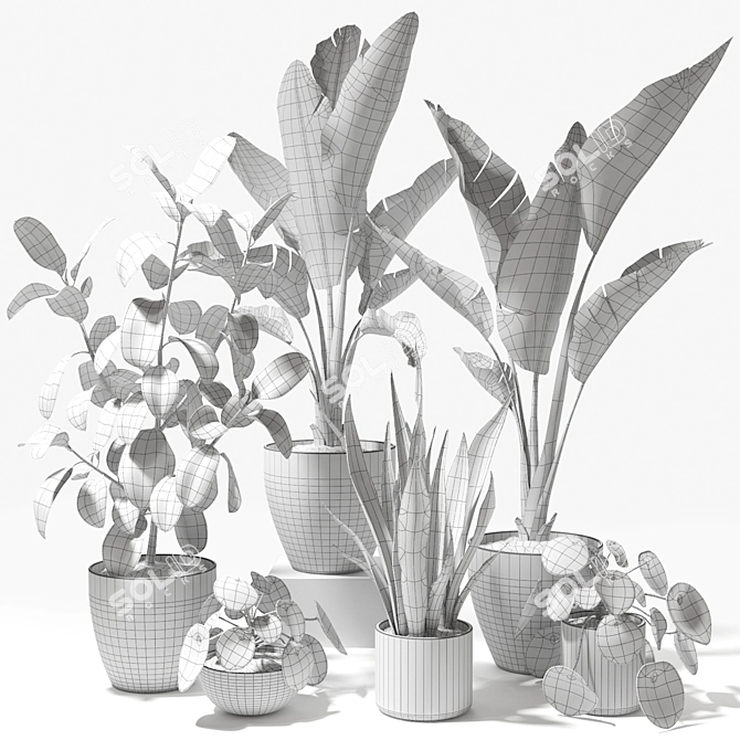 Tropical Greenery Set: Sansevieria, Japanese Banana, Rubber Tree, Pilea 3D model image 3