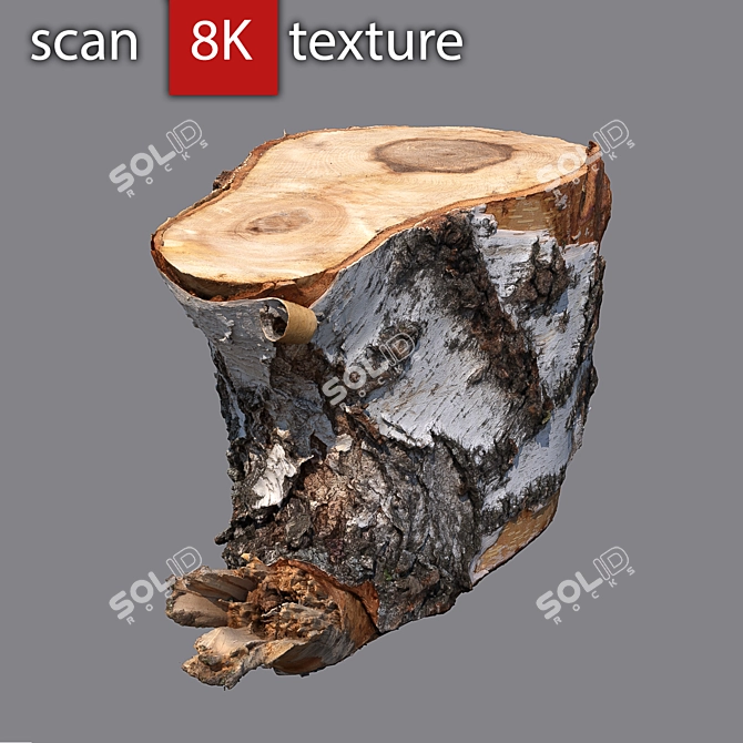 Stump 3 - Detailed Photogrammetry Model 3D model image 1