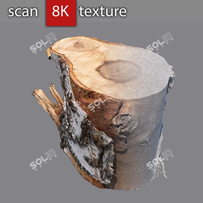 Stump 3 - Detailed Photogrammetry Model 3D model image 3