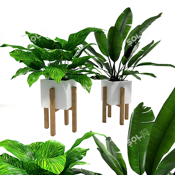 Tropical Banana Leaf Calathea Set 3D model image 1