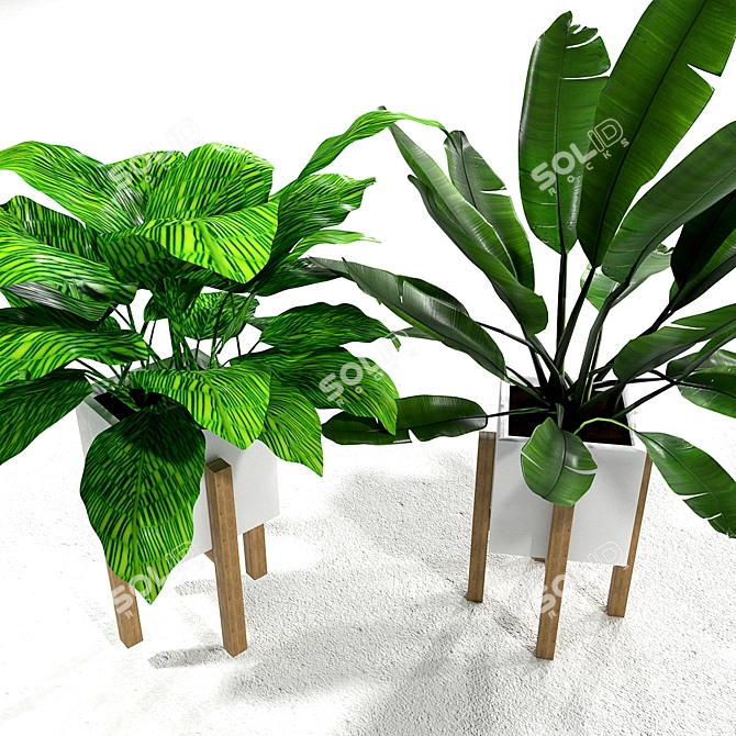 Tropical Banana Leaf Calathea Set 3D model image 2