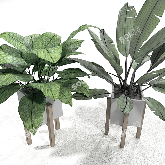 Tropical Banana Leaf Calathea Set 3D model image 3