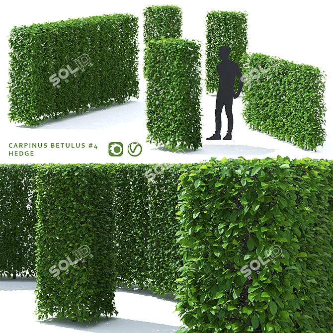 Title: Hornbeam Hedge | Carpinus Betulus Hedge Kit 3D model image 1