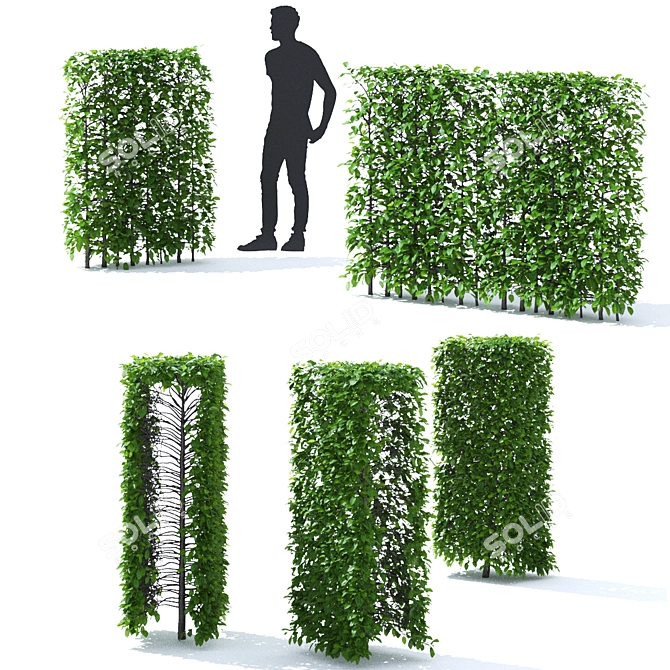 Title: Hornbeam Hedge | Carpinus Betulus Hedge Kit 3D model image 2