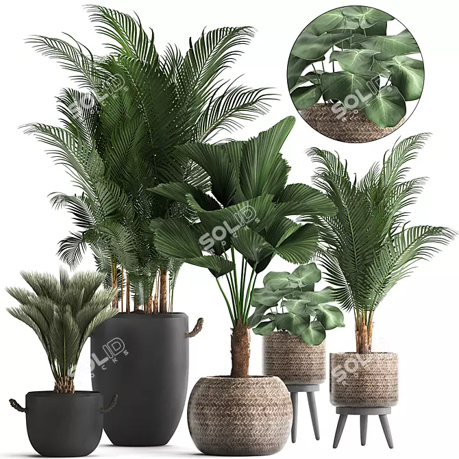 Title: Tropical Plant Collection 3D model image 1