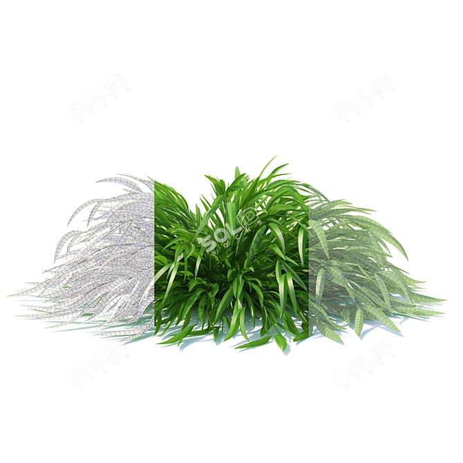 Honehloa Japanese Grass: Realistic Hakonechloa Macra Naomi 3D model image 2