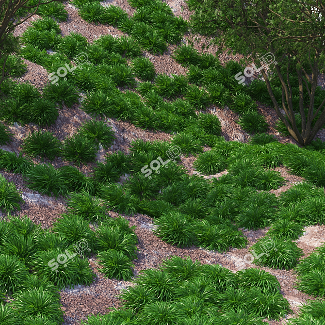 Honehloa Japanese Grass: Realistic Hakonechloa Macra Naomi 3D model image 3