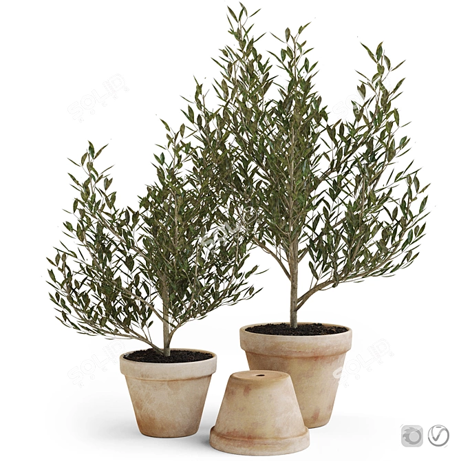 Olive Trees in Terracotta: Decorative Plant Set 3D model image 1