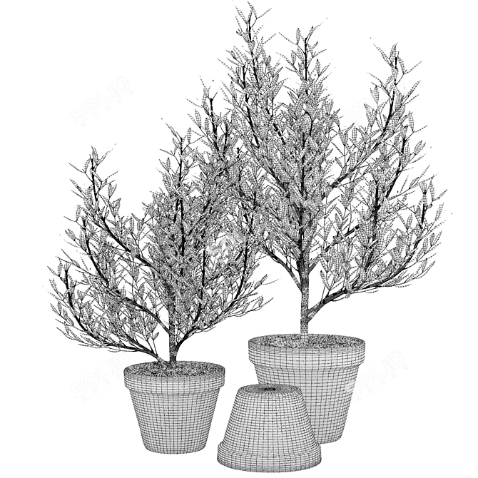 Olive Trees in Terracotta: Decorative Plant Set 3D model image 3