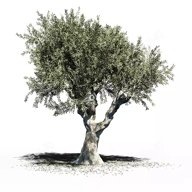 Europa Olea: Majestic Summer Tree 3D model image 1