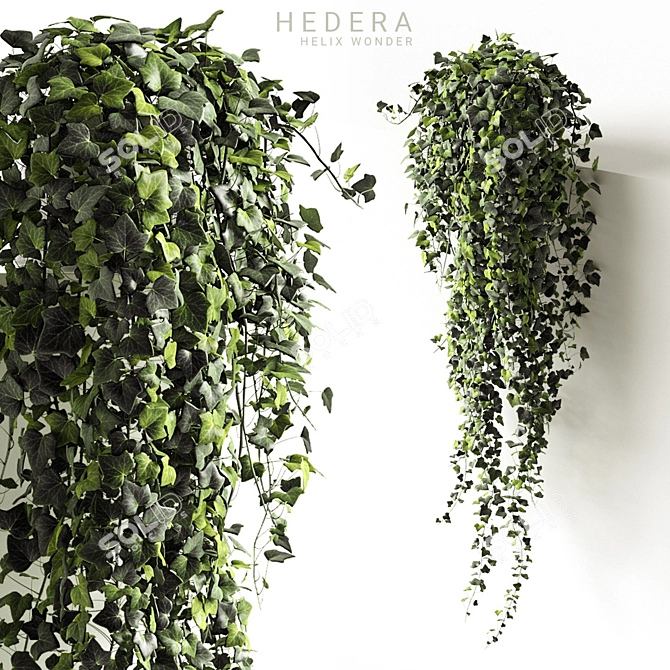 Ivy Wonder Long - Beautiful Hanging Plant 3D model image 1