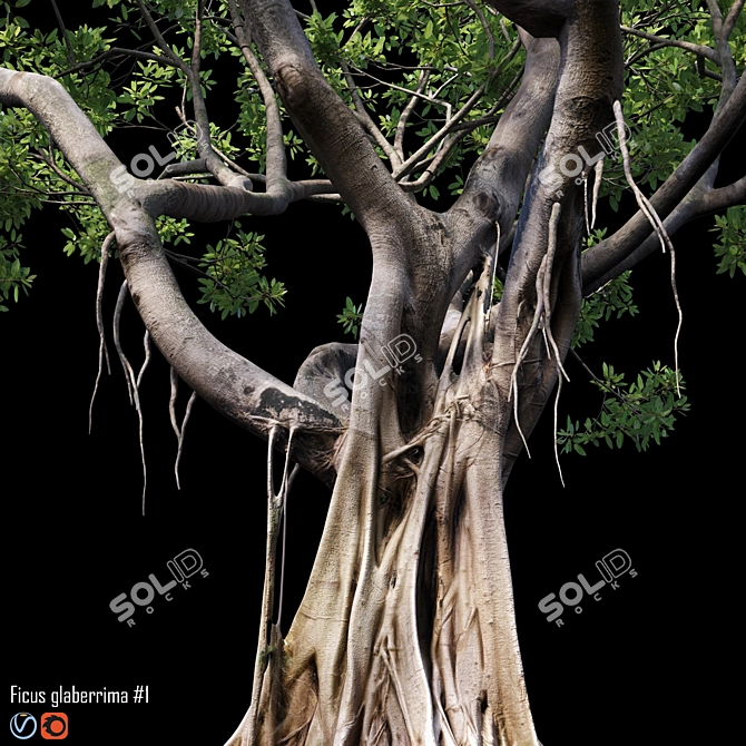 500K Ficus Tree 3D Model 3D model image 2