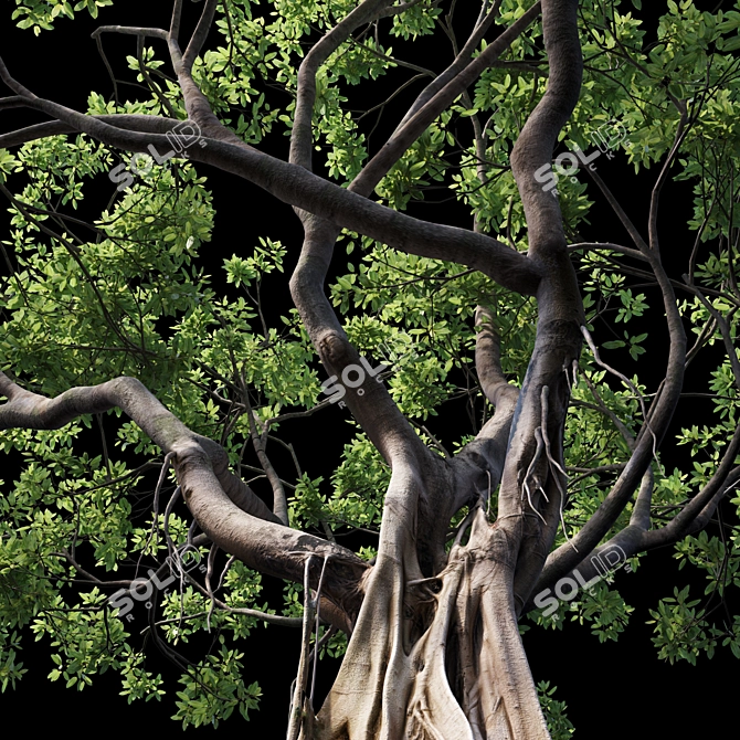 500K Ficus Tree 3D Model 3D model image 3