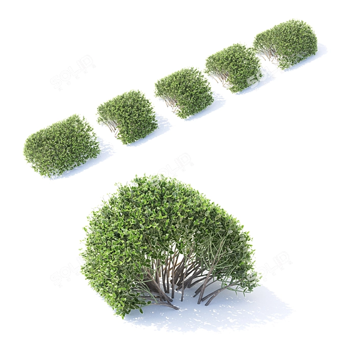 Flexible Euonymus Hedge - Perfect for Landscaping 3D model image 2