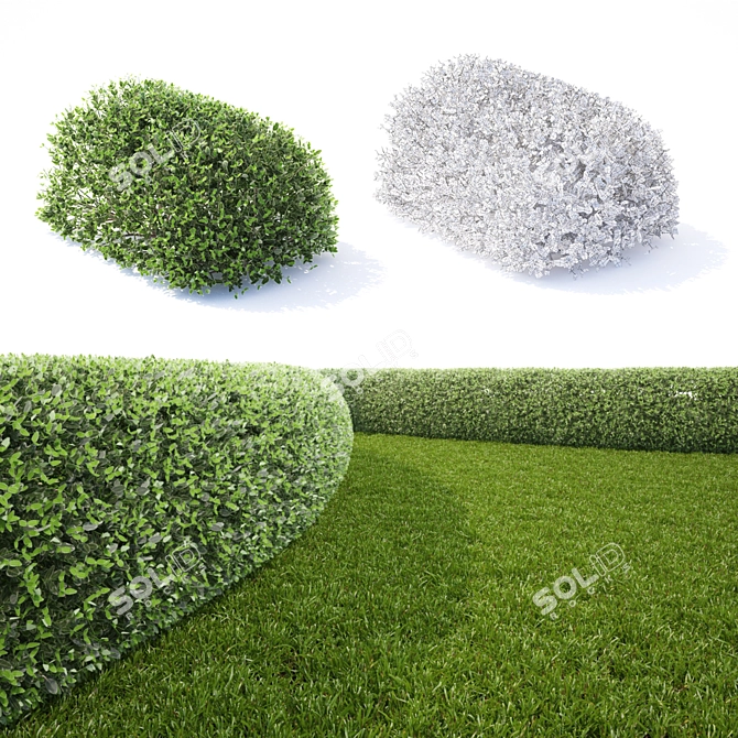 Flexible Euonymus Hedge - Perfect for Landscaping 3D model image 3