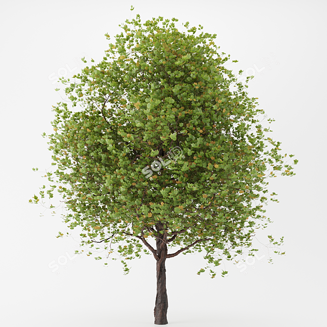 Lush Maple Tree - 10m Height 3D model image 1