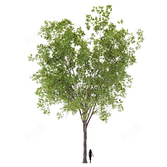  Majestic Maple Tree - 20m Height 3D model image 1