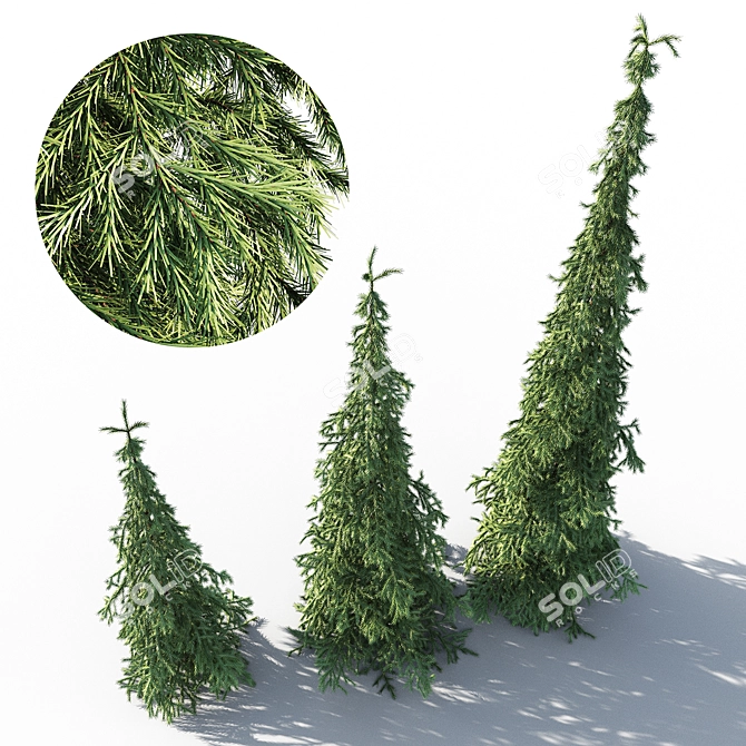 Elegant Weeping White Spruce 3D model image 2