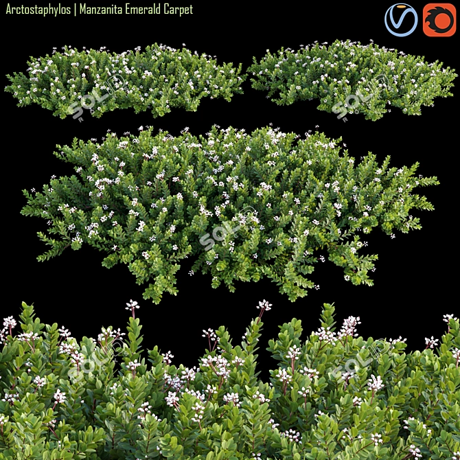 Arctostaphylos Emerald Carpet: Versatile Groundcover 3D model image 1