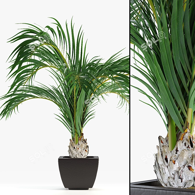 Tropical Oasis: Realistic Decorative Palms 3D model image 1