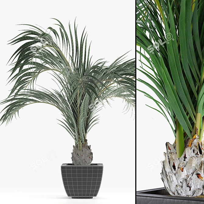 Tropical Oasis: Realistic Decorative Palms 3D model image 3