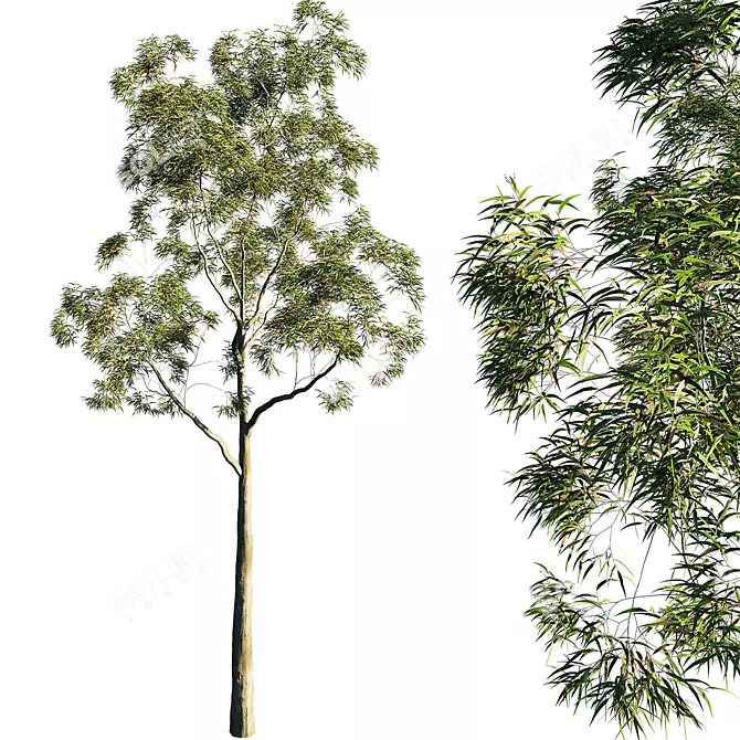 Citrus-Infused Eucalyptus Tree 3D model image 1