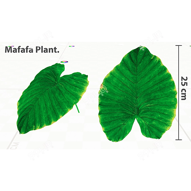 Exotic Mafafa Plant: Vibrant & Low Maintenance 3D model image 2