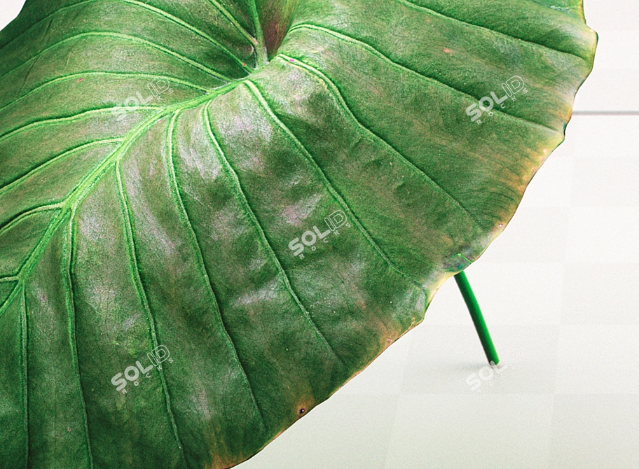 Exotic Mafafa Plant: Vibrant & Low Maintenance 3D model image 3