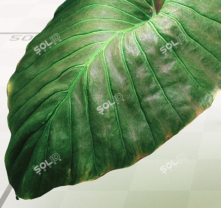 Exotic Mafafa Plant: Vibrant & Low Maintenance 3D model image 4