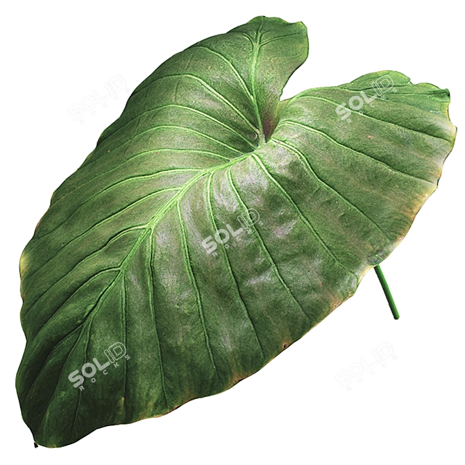 Exotic Mafafa Plant: Vibrant & Low Maintenance 3D model image 5