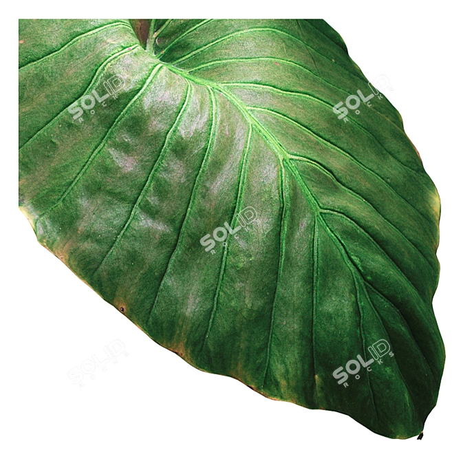 Exotic Mafafa Plant: Vibrant & Low Maintenance 3D model image 6