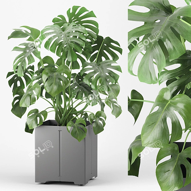 Tropical Monstera Pot Plant 3D model image 1