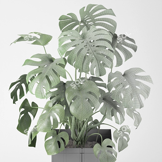 Tropical Monstera Pot Plant 3D model image 3