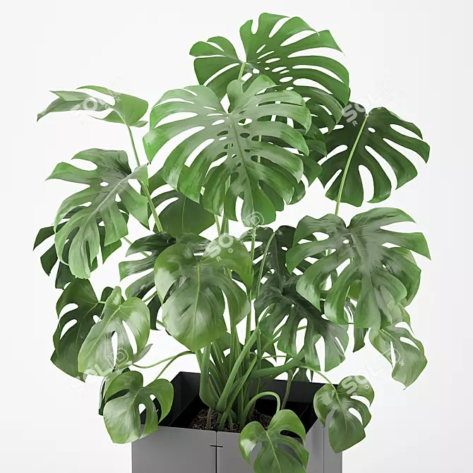 Tropical Monstera Pot Plant 3D model image 4