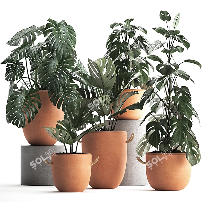 Monstera Plant Collection: Exotic Houseplants, Decorative Set 3D model image 1
