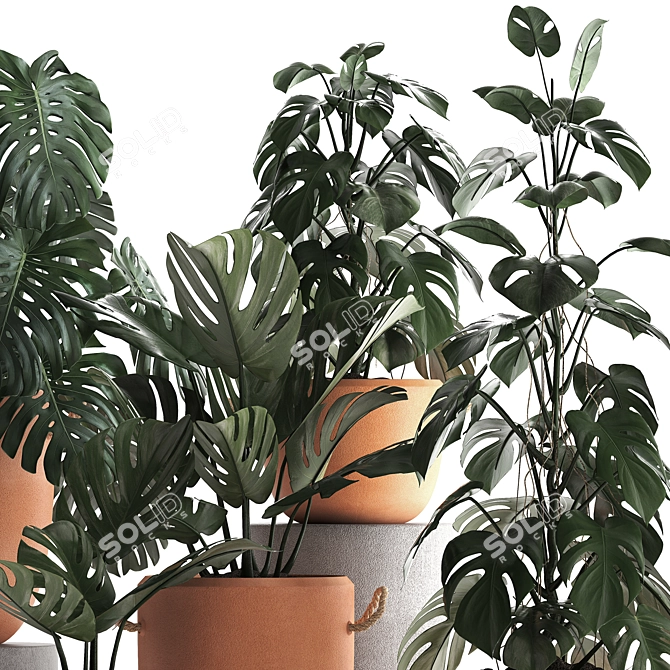 Monstera Plant Collection: Exotic Houseplants, Decorative Set 3D model image 3