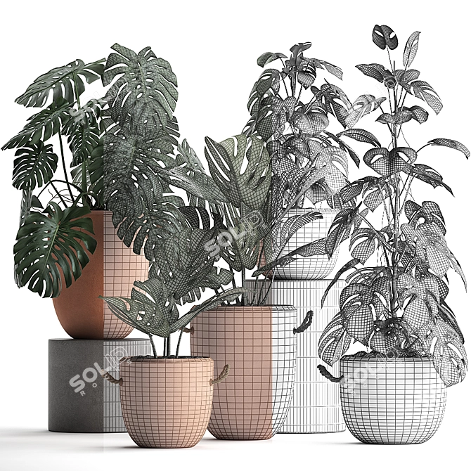 Monstera Plant Collection: Exotic Houseplants, Decorative Set 3D model image 4