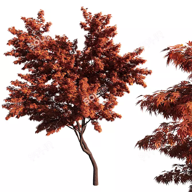 Elegant Japanese Acer Palmatum 3D model image 1