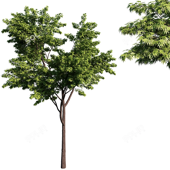 Acer Green Maple Tree 3D model image 1